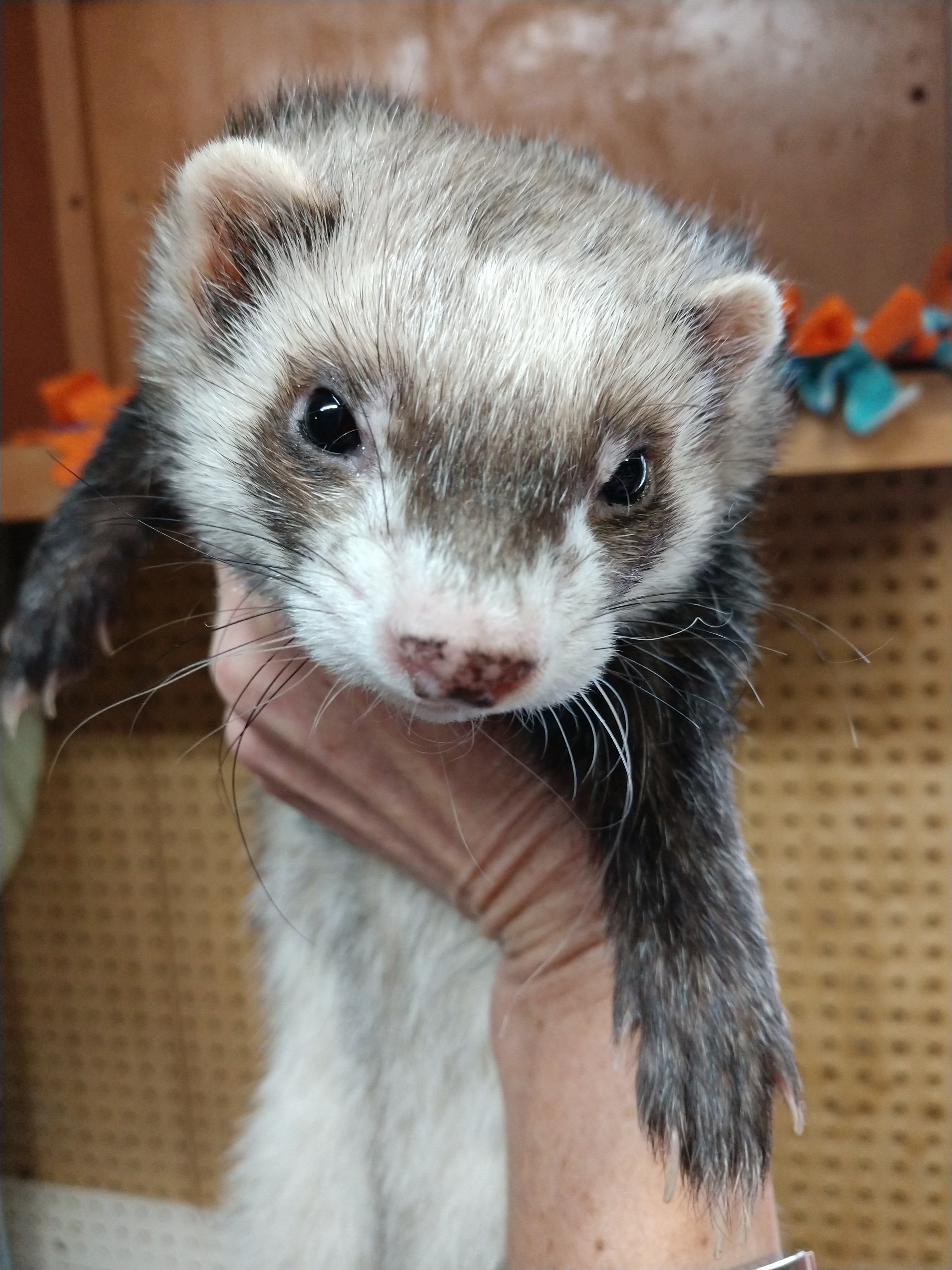giant russian ferret for sale