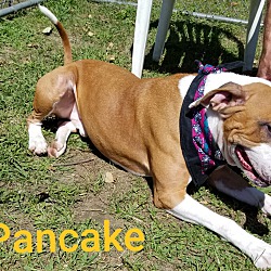 Thumbnail photo of Pancake #3