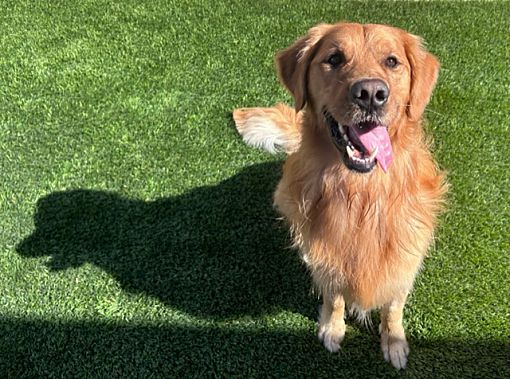 Los Angeles, CA - Golden Retriever. Meet Popcorn a Pet for Adoption ...