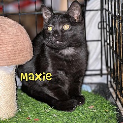 Photo of Maxie