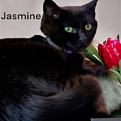 Thumbnail photo of Jasmine #1