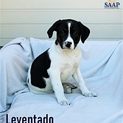 Photo of Leventado