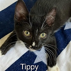 Thumbnail photo of Tippy #1