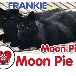 Thumbnail photo of Moon Pie #2