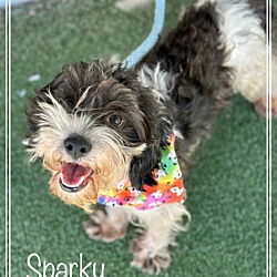 Thumbnail photo of SPARKY #3