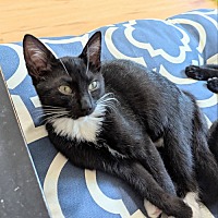 adopt a pet
