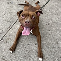adopt a pet