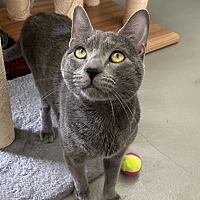 adopt a pet