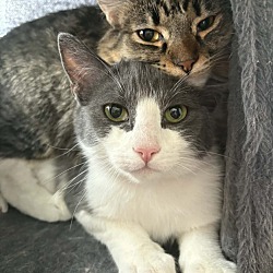 bonded pet photo