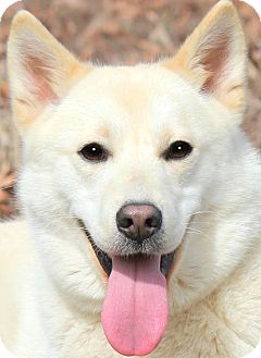 isabella white husky