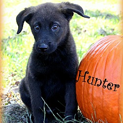 Thumbnail photo of Hunter~adopted! #3
