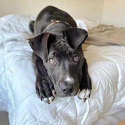 Photo of Rocky