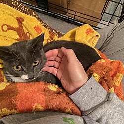 Thumbnail photo of Socks (mama) bonded with Oshawott (kitten) #3