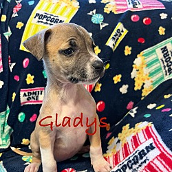 Thumbnail photo of Gladys #2