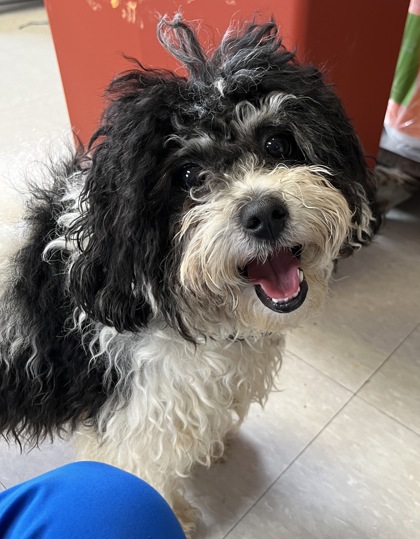 Washington, DC - Bolognese/Poodle (Miniature). Meet Checker a Pet for ...