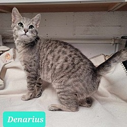 Photo of Denarius
