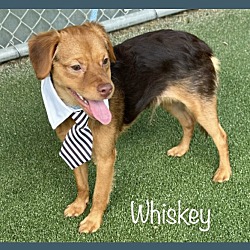 Thumbnail photo of WHISKEY #4