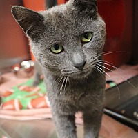 adopt a pet