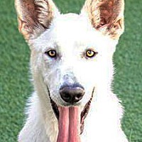 adopt-pet