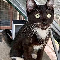 adopt a pet