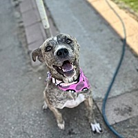 adopt a pet