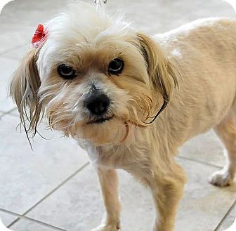 shih tzu peekapoo mix