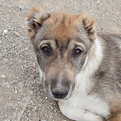 Thumbnail photo of Stella - Iran Pup #2