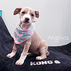 Thumbnail photo of Angelica #4