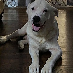 Thumbnail photo of Herman #1