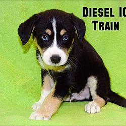 Thumbnail photo of Diesel 10 Train #2
