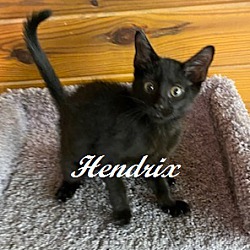 Thumbnail photo of Hendrix #3