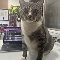 adopt a pet