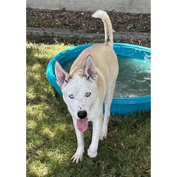 Photo of *COCOA BLIZZARD