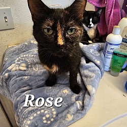 Photo of Rose 2024
