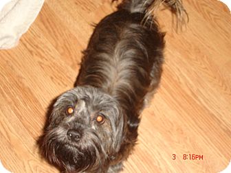 63+ Shih Tzu Yorkie Mix Brown