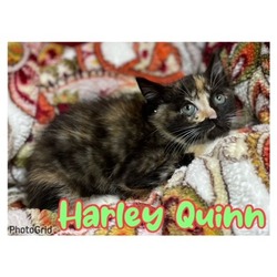 Photo of Harley Quinn