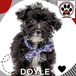 Photo of DOYLE