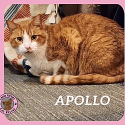 Thumbnail photo of Apollo #1