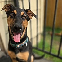 adopt a pet