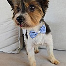 Adopt A Pet :: Bailey - Escondido, CA