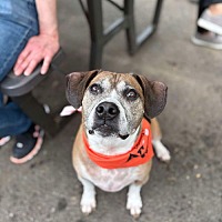 adopt a pet