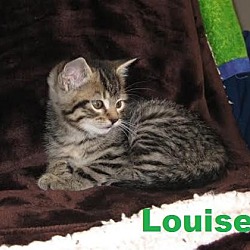 Thumbnail photo of Louise - Adopted Nov 2015 #2