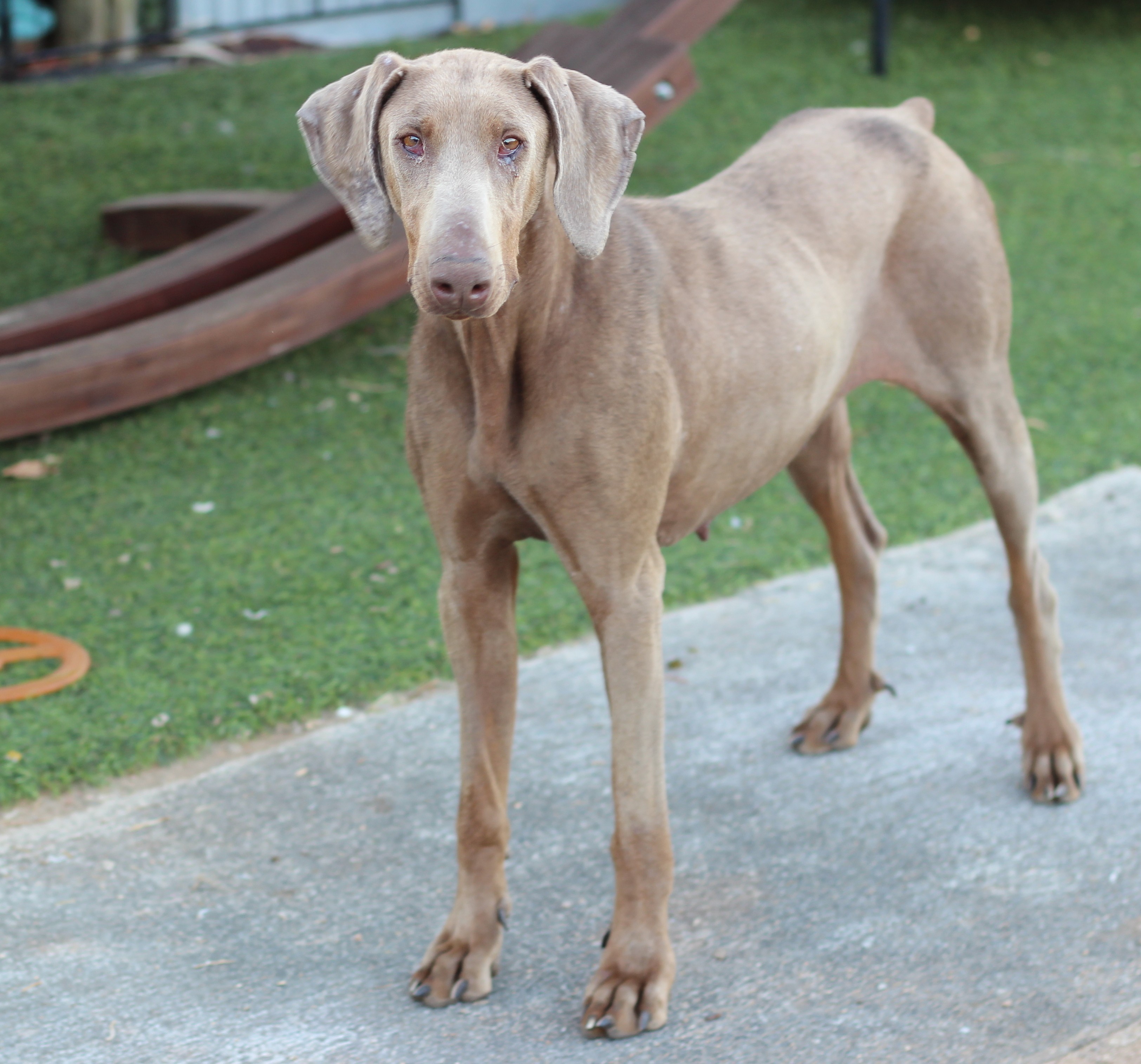 weimaraner and doberman