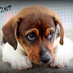 Thumbnail photo of Dozer~adopted! #1