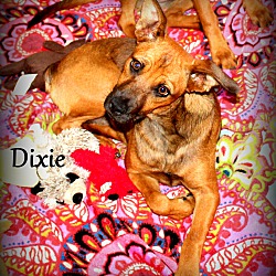 Thumbnail photo of Dixie ~ meet me! #2