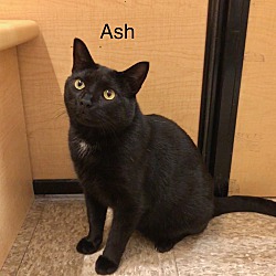 Thumbnail photo of Ash #2
