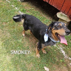 Thumbnail photo of Smokey #4