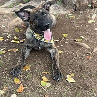 adopt-pet
