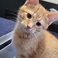 adopt-pet
