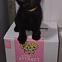 adopt a pet